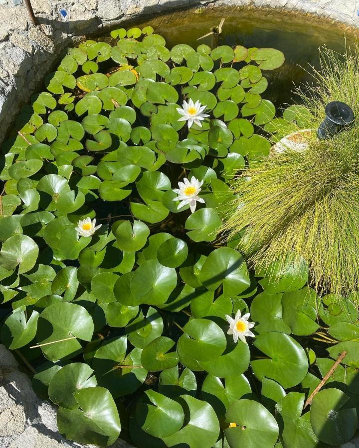 B&B Il Giardino Delle Meraviglie Melito di Porto Salvo Kültér fotó