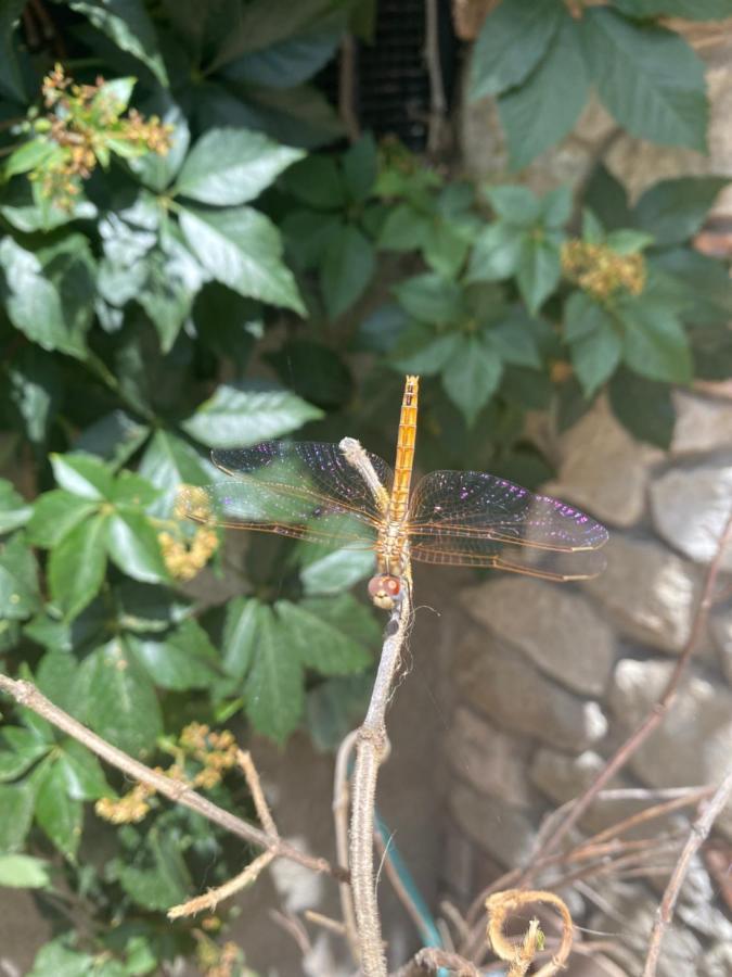 B&B Il Giardino Delle Meraviglie Melito di Porto Salvo Kültér fotó